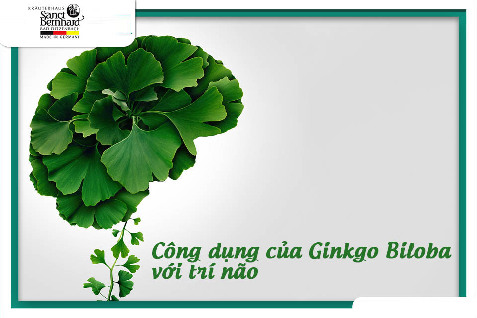 CÔNG DỤNG CỦA GINKGO BILOBA VỚI TRÍ NÃO