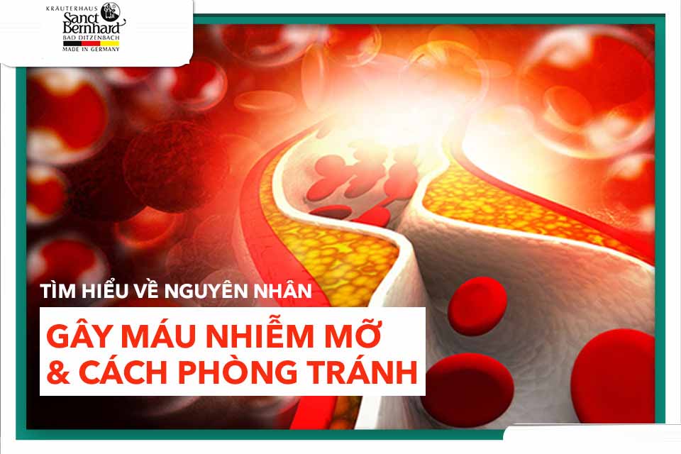 TÌM HIỂU VỀ NGUYÊN NHÂN GÂY MÁU NHIỄM MỠ