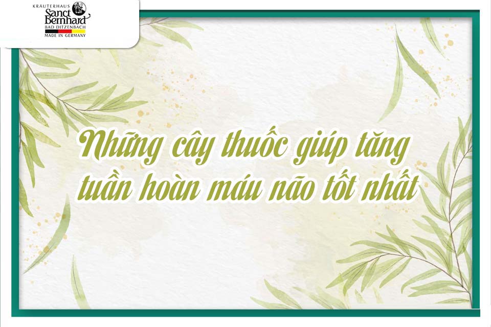 BẠN ĐÃ BIẾT VỀ NHỮNG CÂY THUỐC GIÚP TĂNG TUẦN HOÀN MÁU NÃO TỐT NHẤT?